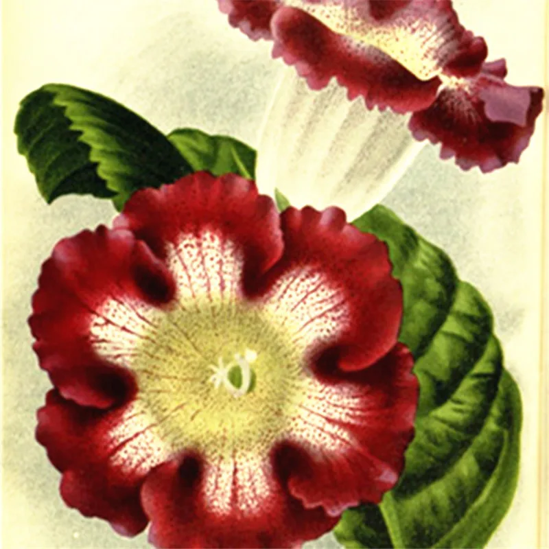 100 pcs Imported Gloxinia Plant Bonsai Perennial Sinningia Gloxinia Flower plants for Home Garden Pot Easy to Grow(da yan tong) 100 pcs Imported Gloxinia Plant Bonsai Perennial Sinningia Gloxinia Flower plants for Home Garden Pot Easy to Grow(da yan tong)