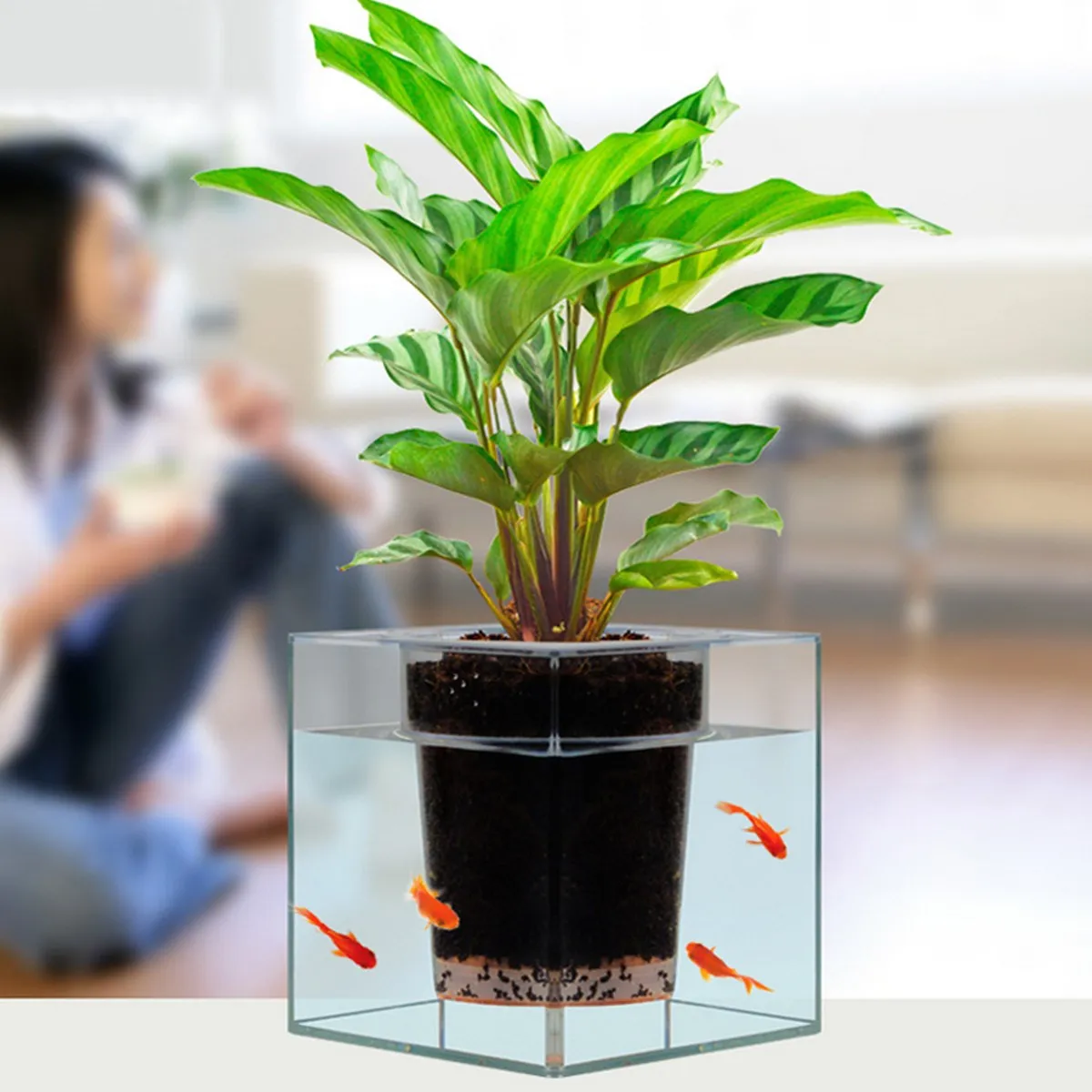 Office Fish Tanks Office Fish Tanks
