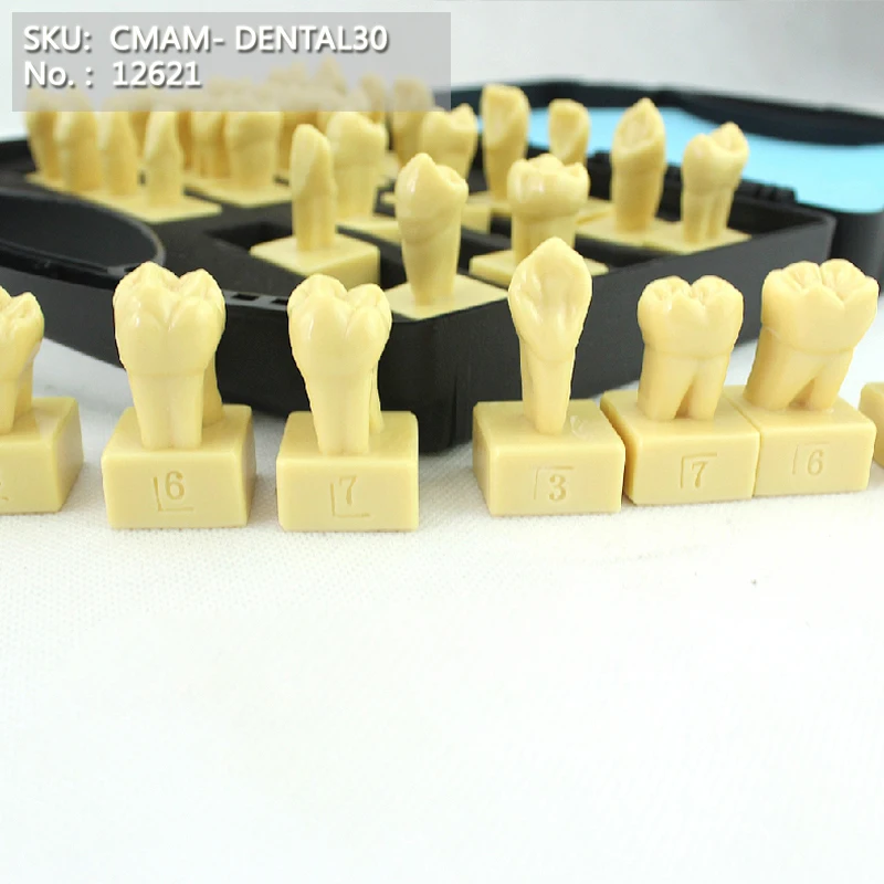 

CMAM/12621 Dental- Tooth anatomy, Human Oral Dental Medical Teaching Anatomical Model