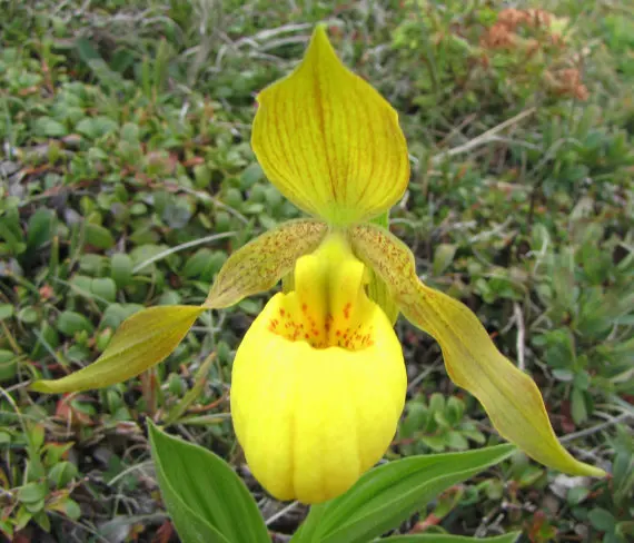 TÌNH YÊU LAN - Page 7 Large-Yellow-Lady-s-Slipper-Orchid-Seeds-Cypripedium-Pubescens-Seeds-Rare-Flowering-Orchid-Plant