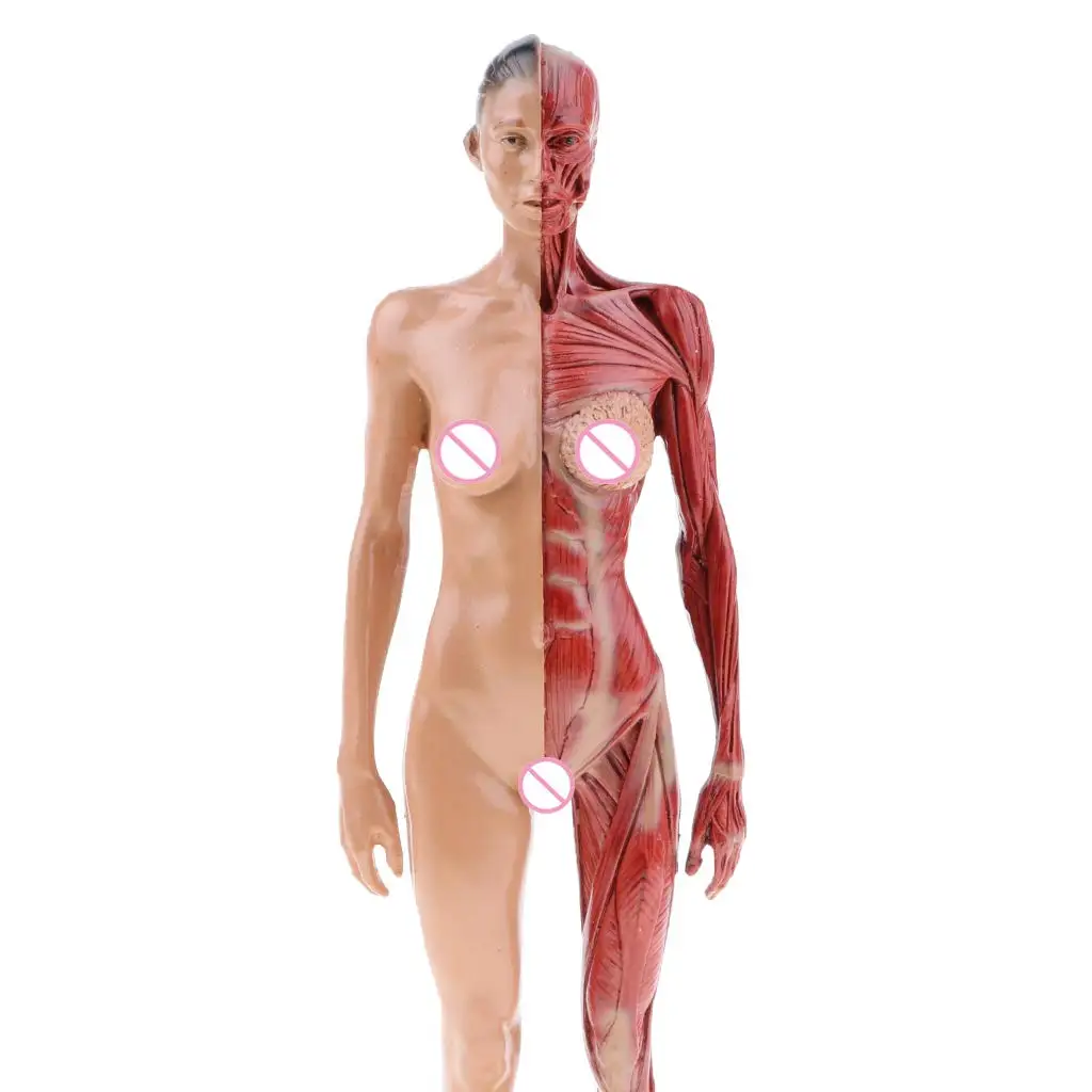  30cm Female Muscle Model Structure Human Woman Anatomical Model for School Teaching Tool Learning D - 32973589283