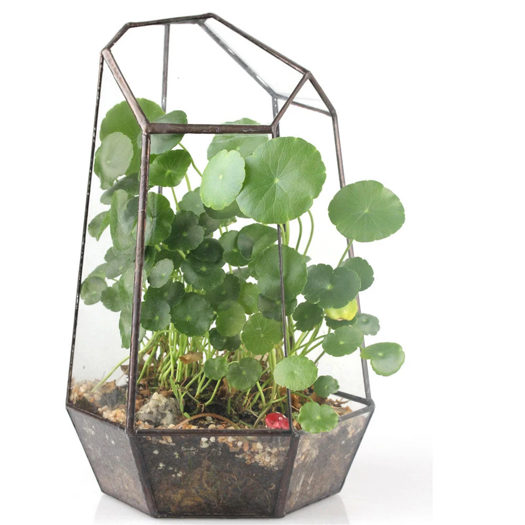 Irregular Glass Geometric Terrarium Box Tabletop Succulent Plant Planter