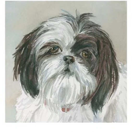 Payton Shih Tzu Poster Print by Edie Fagan (13 x 19)