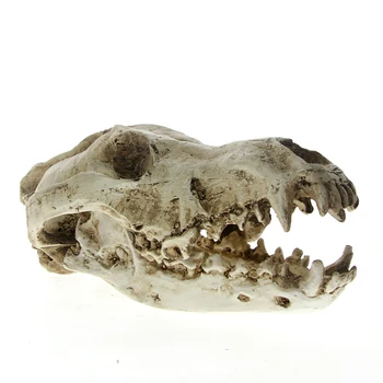 

1Piece Taxidermy Animal Head Large Predator Dire Wolf Skull Resin Skull Head Model Figurine Collection