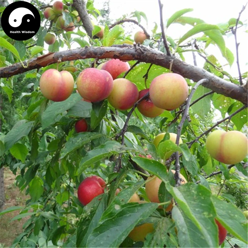 Купить зеленый плодов сливы Semente 100 шт. завод Prunus Salicina для китайских фрукты Li