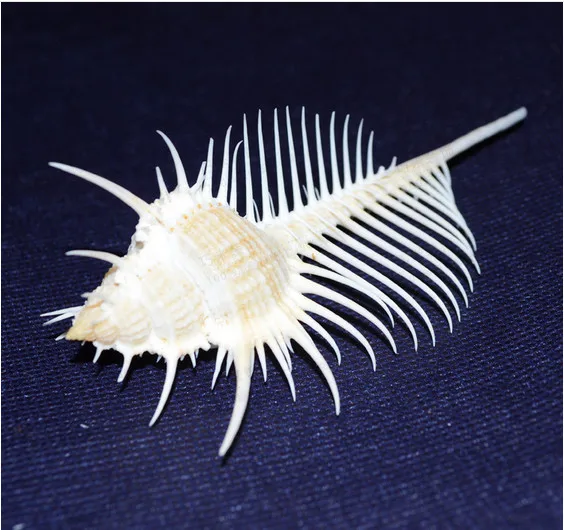 

Free shipping1pcs/lot natural sea shell snail/trumpet shell wedding Household aquarium decoration decoration