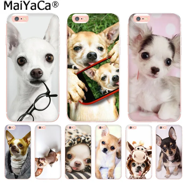 coque chihuahua iphone 7