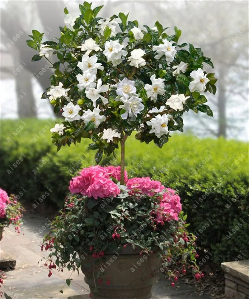 

100 pcs/ Bonsai Gardenia Jasminoides Flower Outdoor Fragrant Flowers White Cape Jasmine Blooming Flore for Home Pot Planters