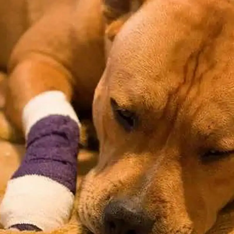 

5M Pet Horse Dog Cat Animal Wound Non Woven Cohesive Bandage Self Adherent Wrap Tape Pet Finger Arm Bandage Tapes