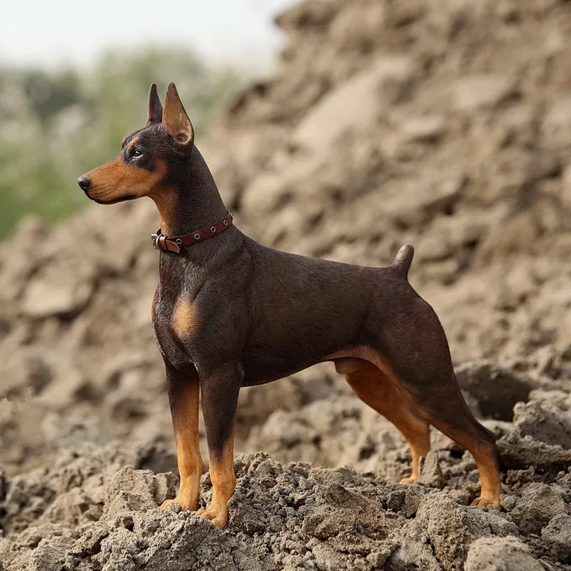 1 6 Scale Doberman Pinscher Model Figurine Resin Animal Dog Model