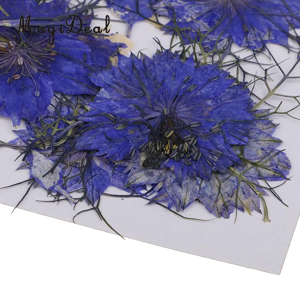 12pcs Love-in-a-mist Natural Pressed Real Dried Flower for Craft DIY Resin Ornaments