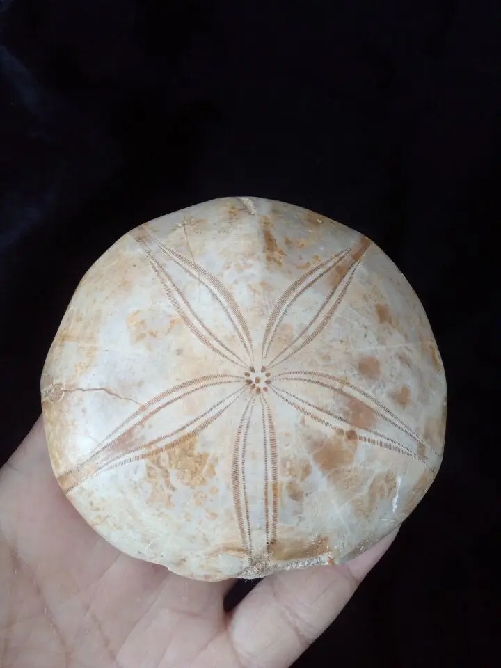 NATURAL Sea Urchin Fossil