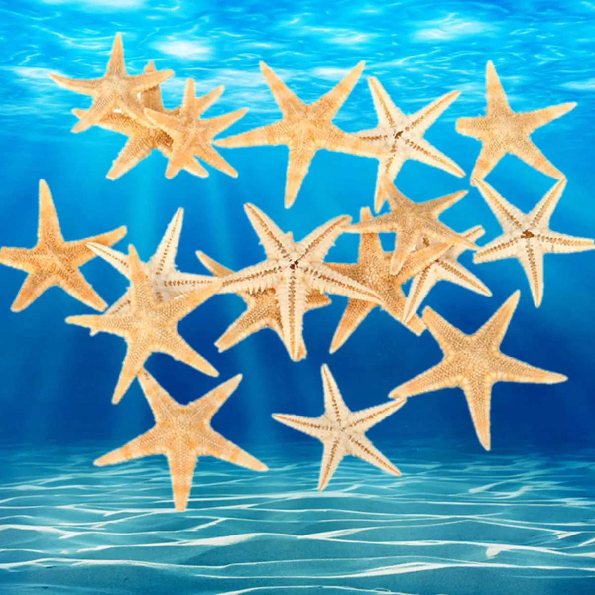 

20pcs/set 1.5-2.0cm Natural Sea Star Ocean Sea Animal Fish For Micro Landscape Terrarium Decorative Ornament Crafts