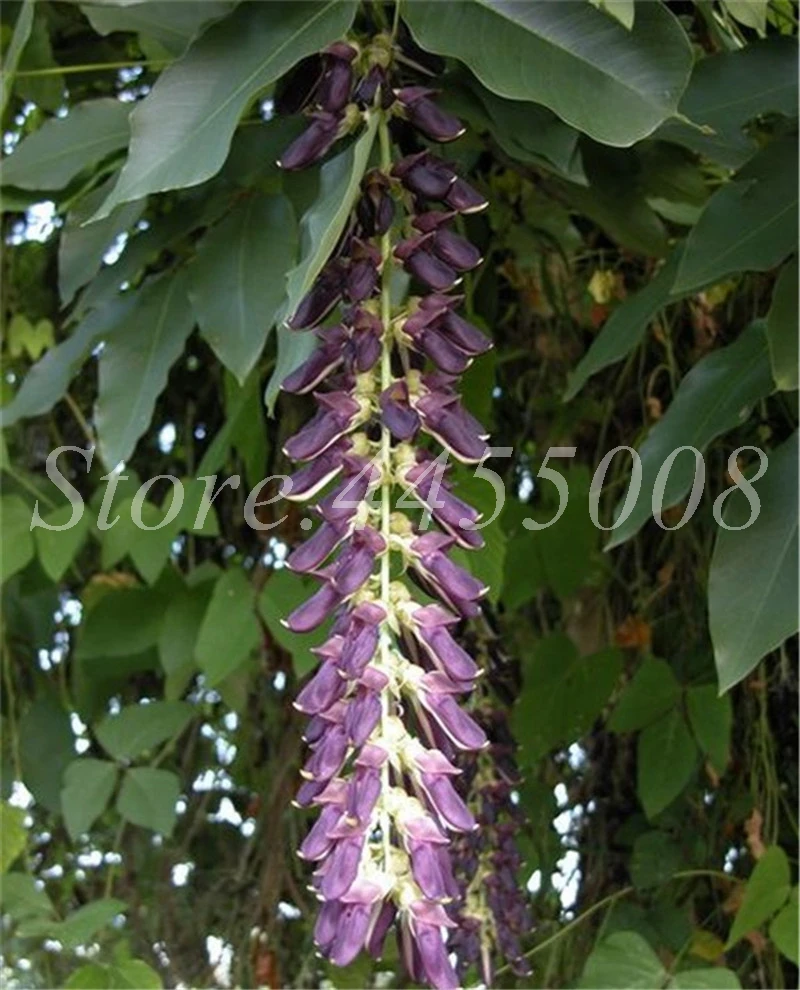 Imported Bonsai Mucuna Pruriens Exotic Jade Vine Perennial Climbing Garden Flower Fragrant Potted Home Planting Easy Grow 10 PCS