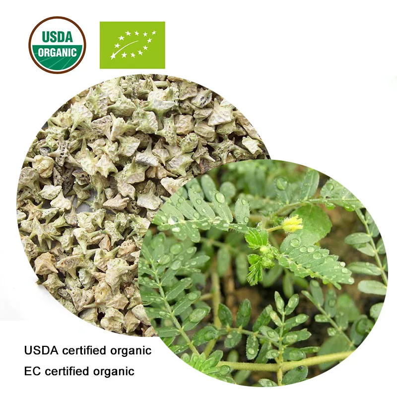 USDA и EC сертифицированный органический экстракт tribulus terrestris 20:1