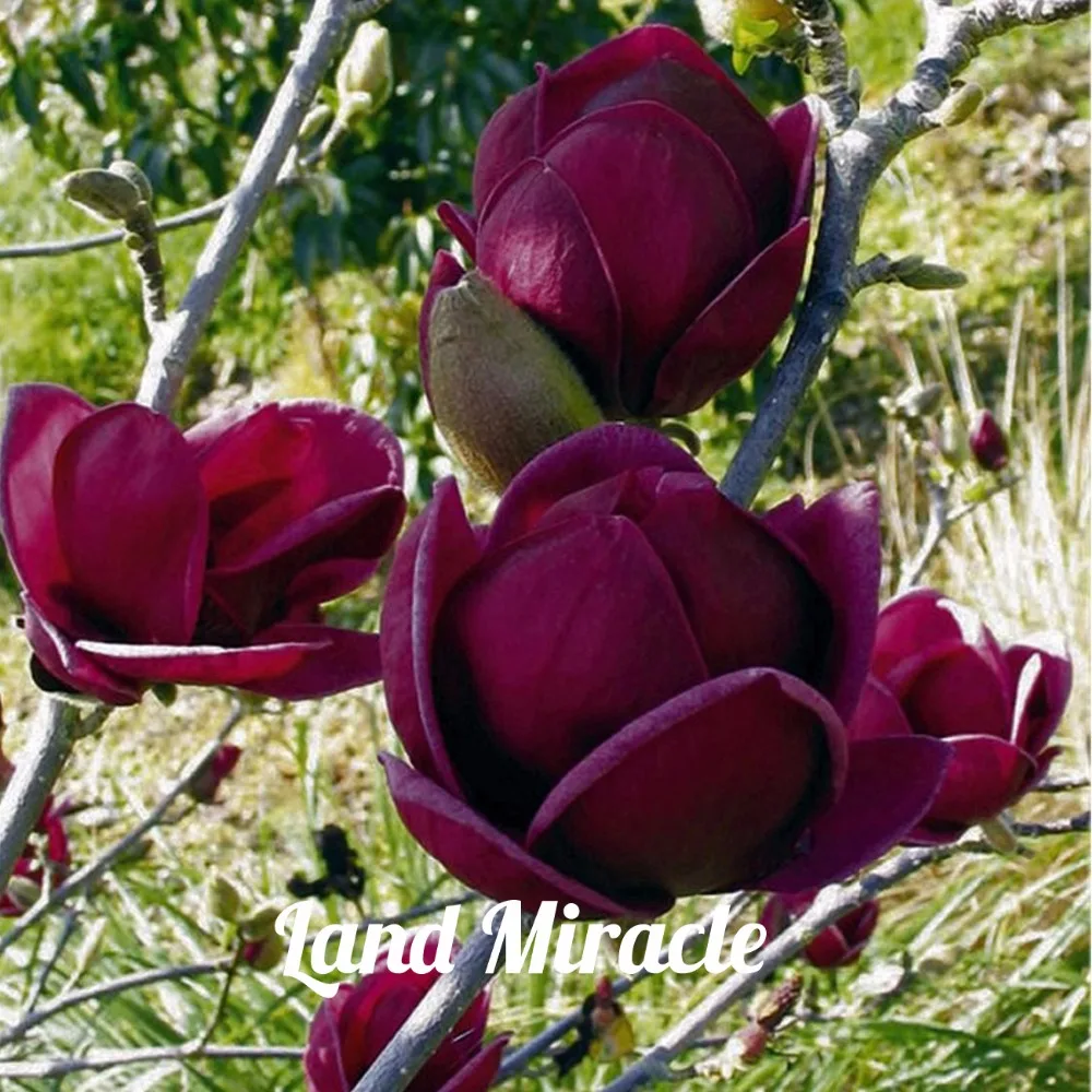 zwarte tulp bloem online kopen wholesale zwarte tulp uit china zwarte tulp zwarte tulp bloem online kopen wholesale zwarte tulp uit china zwarte tulp