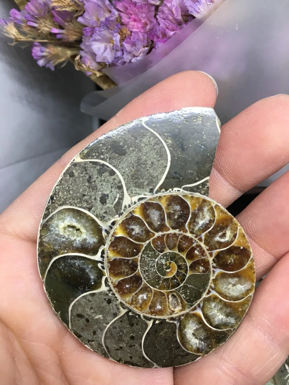 

Natural!The snail ammonite fossils mineral from Morocco to multicolor fire