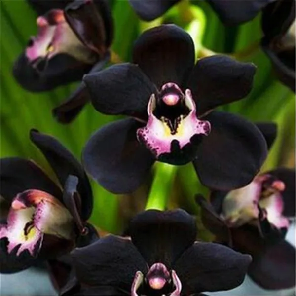 

200 pcs/ bag Rare black orchid flowers exotic spieces Garden Bonsai Potted orchid germination 95% easy grow