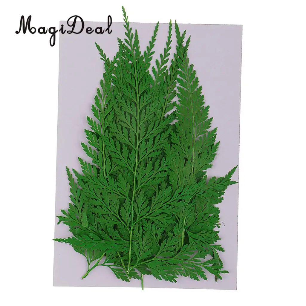 12pcs Natural Press Fern Leaves Pressed Real Dried Flower Dry Leaves for DIY Crafts Bookmark Scrapbooking Card Making