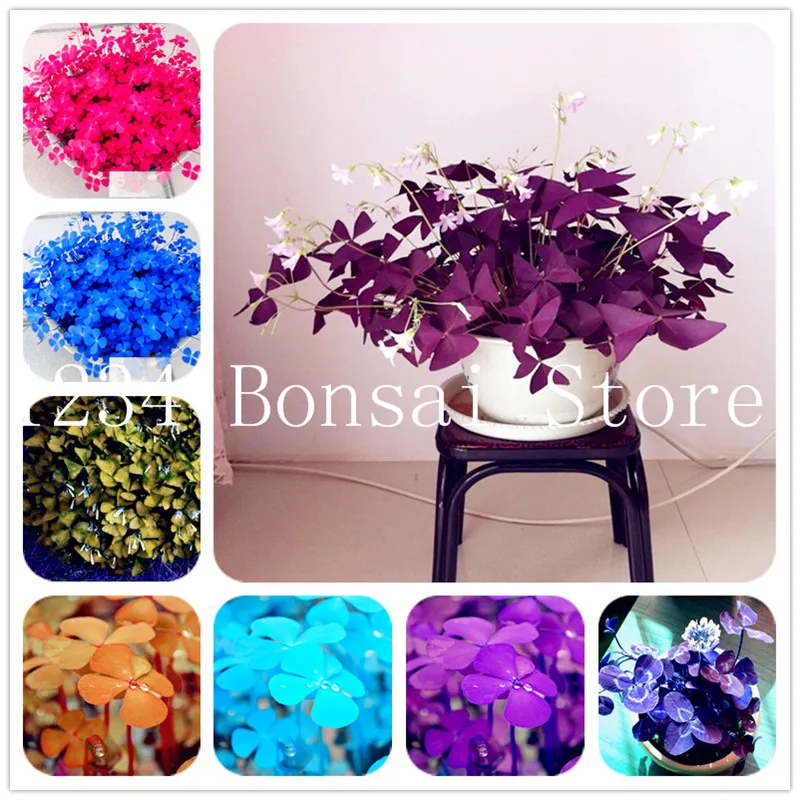 

Free Shipping 100 pcs Sensitive plant Grass Flower Bonsai, four leaf lover bonsai, sensitive plants Bashful grass Potted plants