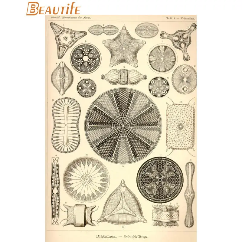 Изготовленный На Заказ энст haeckel Морская жизнь шелковая ткань плакат украшение