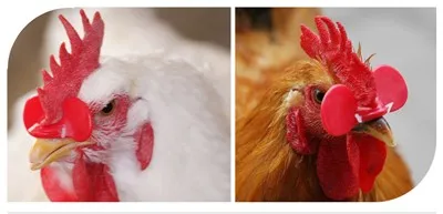 chicken eye glasses