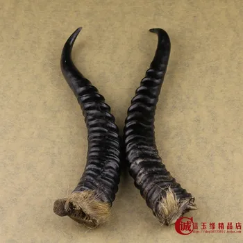 

The three generation of natural wild herbs raw goat horn horn of Montenegro