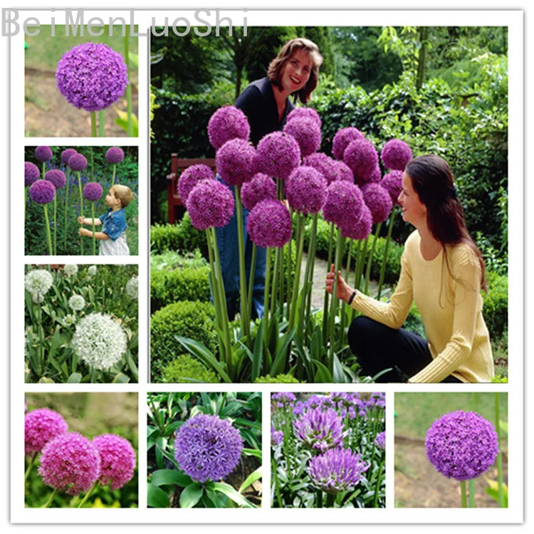 

Graden Flower Decoration Allium Giganteum Plants Bonsai Purified Air Plants 50pcs