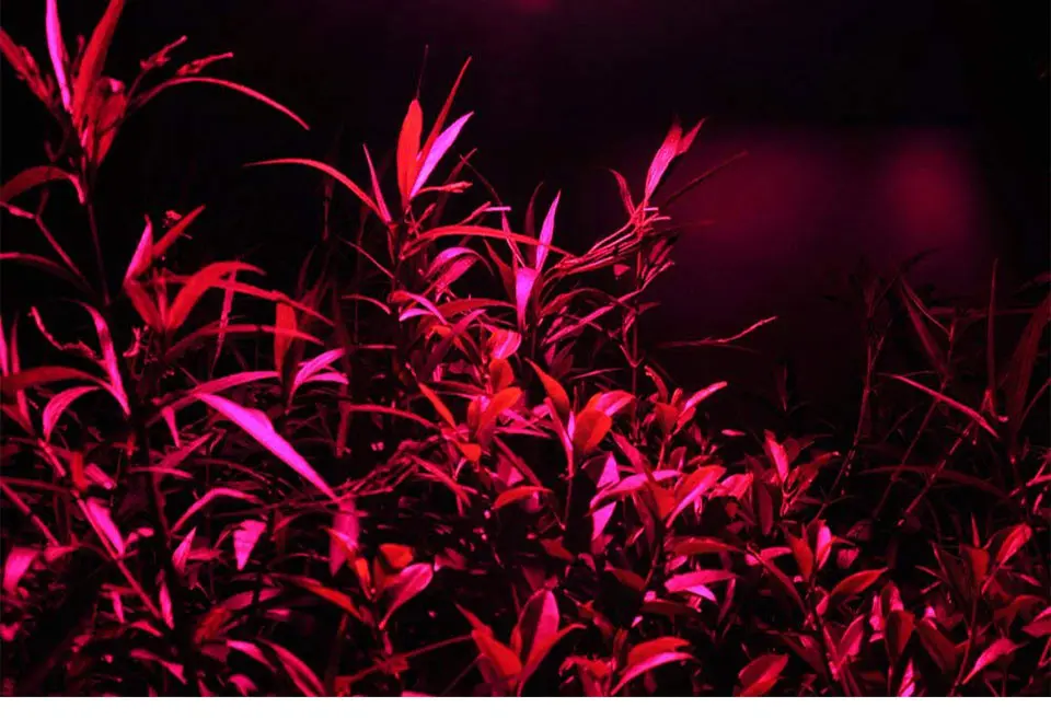 AC 110V 220V LED COB Lamp Chip 20W 30W 50W 100W 150W Full Spectrum LED Plant Grow Light Driverless Smart IC DIY LED Floodlights (22)