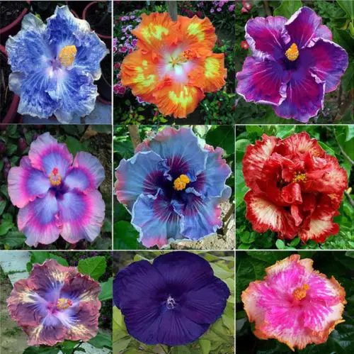 

100pcs - MIX Rare Tropical Hibiscus semillas flower plant semillas sementes