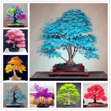 tree seeds 20 maple seeds bonsai blue maple tree japanese maple seeds Balcony plants for home garden