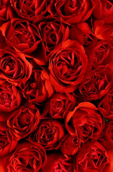 polyster photography backdrops red roses photo backdrop