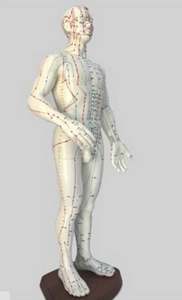 

60CM English-chinese human acupuncture model body acupuncture points model Meridian (English)
