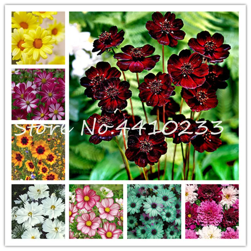 

Hot 100 Pcs Chocolate Cosmos Bonsai Flower Blooms All Summer Long And Has Rich Scent Like Chocolate Diy Home Garden Flower