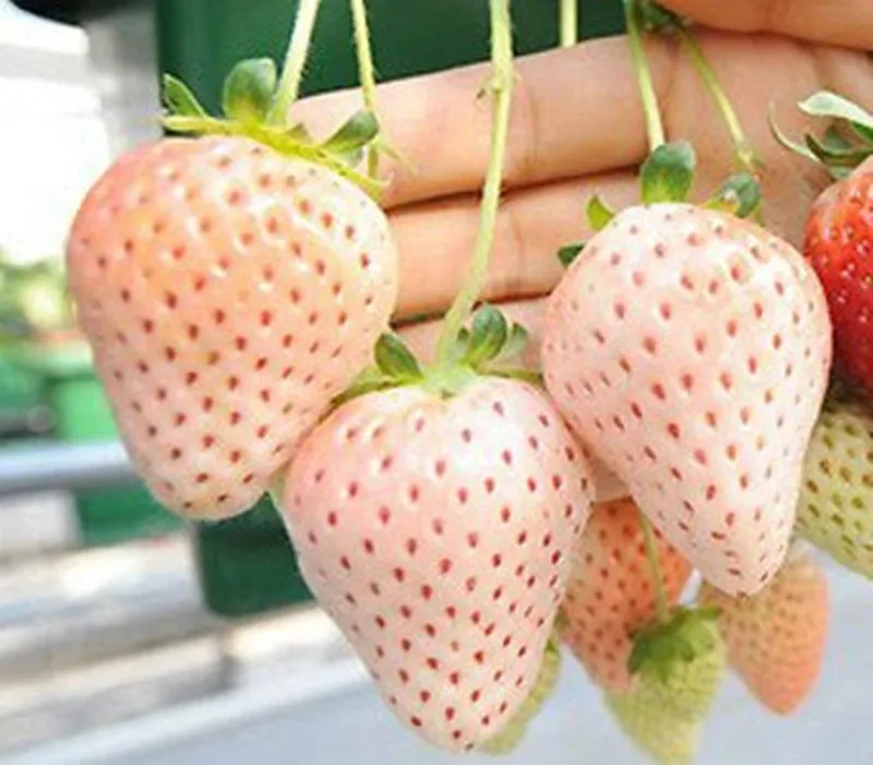 

Fruit 1000 pcs White Milk Alpine Strawberry Fragaria Vesca Fruit Fresh Exotic