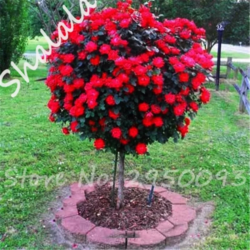 Online Buy Wholesale mini greenhouse from China mini