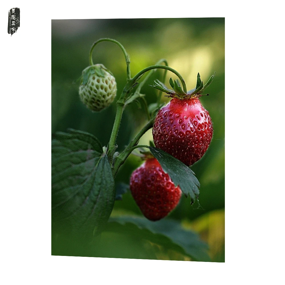 Kanvas Lukisan Buah Strawberry Colorful Wall Art Dekorasi Gambar Ruang