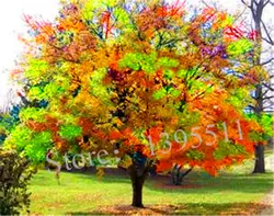 40 шт. ЯПОНСКИЙ клен растения Редкие радужные цвета очень красивые японские растения для Diy домашний сад бонсай дерево
