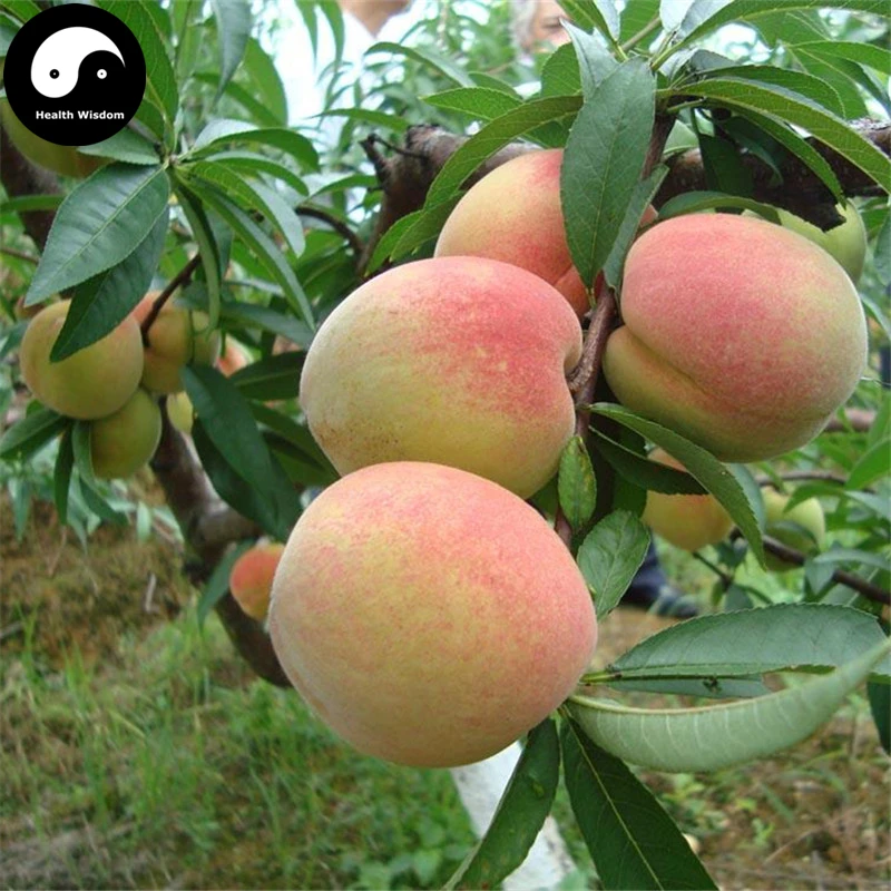 

Buy Peach Fruit Semente 20pcs Plant Prunus Persica Tree For Fruit Shui Mi Tao