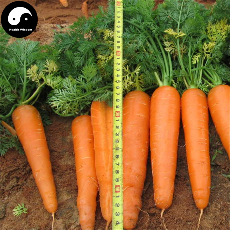 

Buy Red Carrot Vegetable Semente 1200pcs Plant Daucus Carota Garden