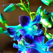 Free Shipping 100 Pcs A Bag Dendrobium Seeds, Potted Seed Flower In Bonsai Rare Orchid Plants The Budding Rate 95% Mixed Colors