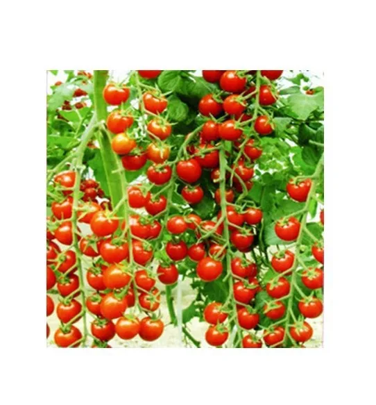 Big promotion 30pcs bag red pear tomato vegetable seeds tomato seed Bonsai Non GM organic font