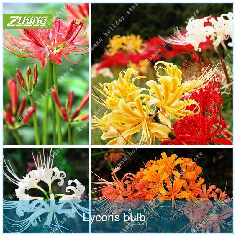 

ZLKING 2 Bulbs Lycoris Potted Plant Lycoris Radiata Flower Gardening Perennial Planting Mix Colors Home Garden