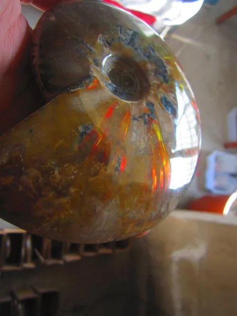 Best Price 750g(1.65 lb) Iridescent Ammonite Ammolite Specimen Fossil Madagascar BFB886