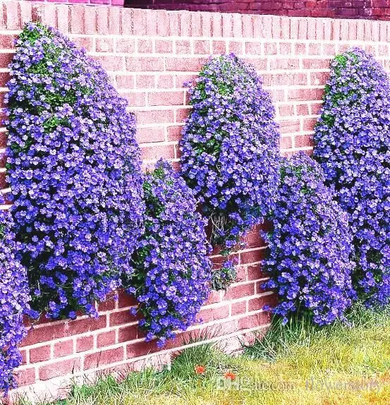 50+ PERENNIAL FLOWERING GROUNDCOVER SEEDS -Rock Cress - Bright Blue