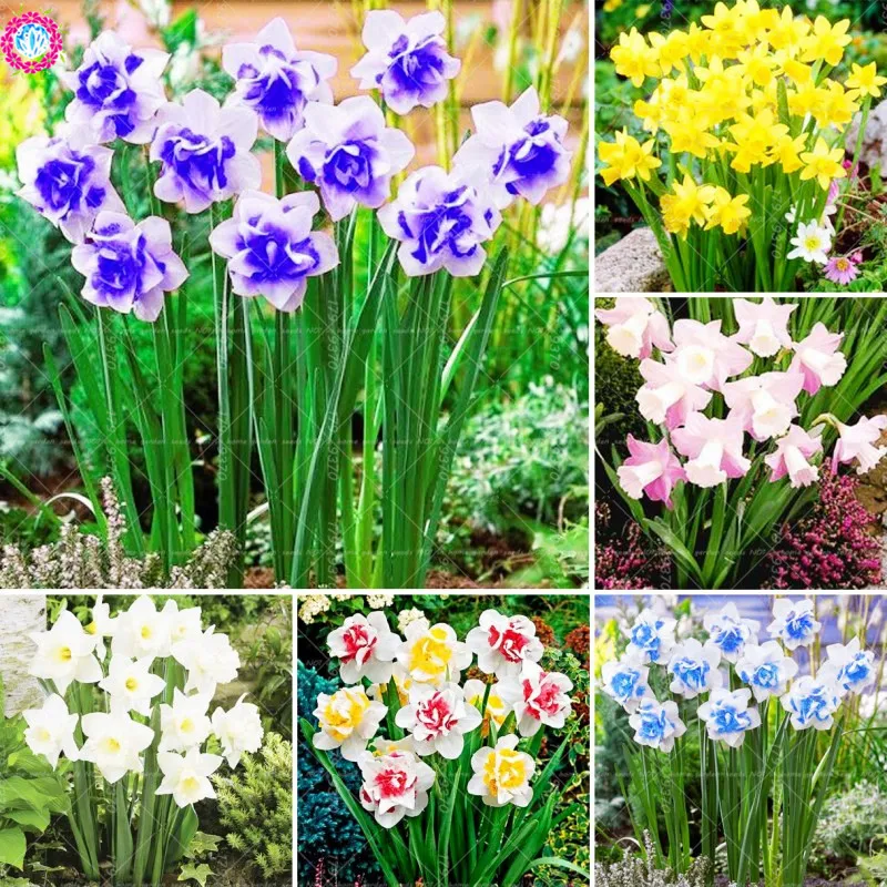 

100pcs Bonsai Narcissus ,potted pink daffodil flower perennial indoor garden plant flores narciso daffodil