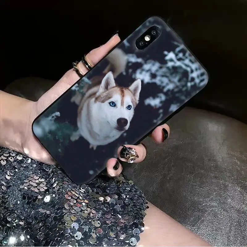 Animal dog husky