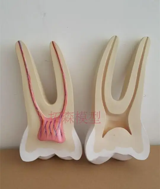 Dentadura Dente Modelo Anatômico Humano Frete Grátis 12x