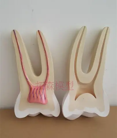 Dentadura Dente Modelo Anatômico Humano Frete Grátis 12x