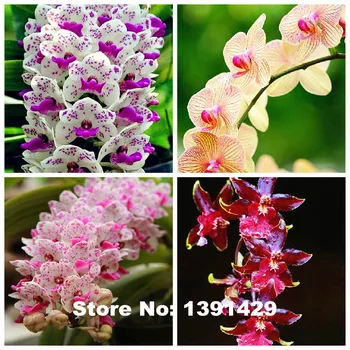 Hot Sale!!! 100pcs 22 colors Rare Cymbidium orchid, African Cymbidiums seeds, bonsai flower seeds, plant for home garden,